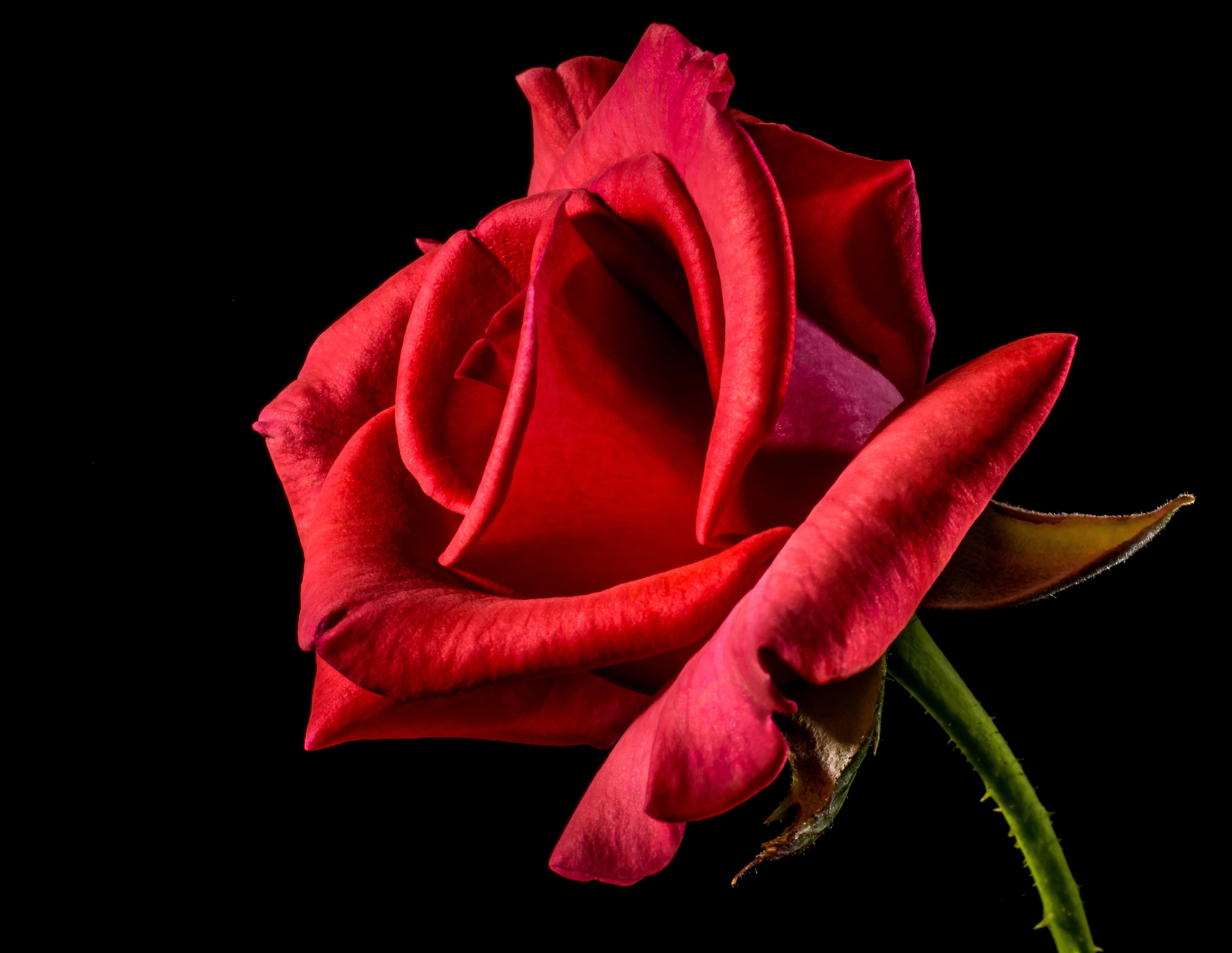 Rose Romance Bouquet